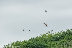 Red Kite, Kestrel & Crow in Flight