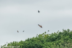 Red Kite, Kestrel & Crow in Flight