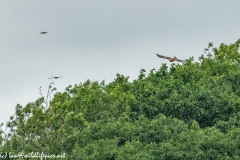 Red Kite, Kestrel & Crow in Flight