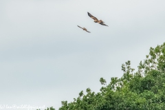 Red Kite & Kestrel in Flight