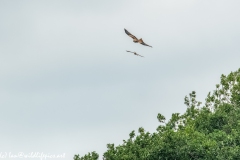 Red Kite & Kestrel in Flight