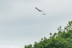 Red Kite & Kestrel in Flight