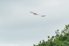 Red Kite & Kestrel in Flight