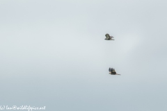 Red Kite & Buzzard in Flight