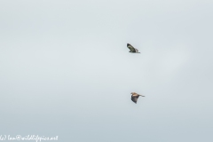 Red Kite & Buzzard in Flight