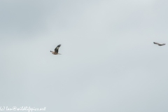 Red Kite & Buzzard in Flight