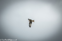 Red Kite in Flight Side View