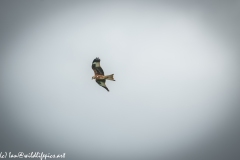 Red Kite in Flight Side View