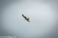 Red Kite in Flight Side View