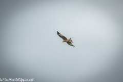 Red Kite in Flight Back View