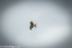 Red Kite in Flight Side View