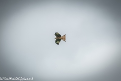 Red Kite in Flight Side View