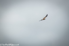 Red Kite in Flight Front View