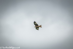 Red Kite in Flight Side View