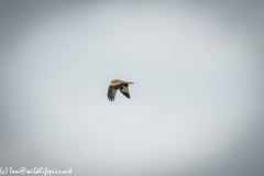 Red Kite in Flight Side View