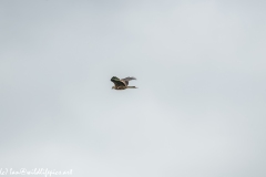 Red Kite in Flight Side View