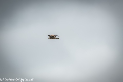 Red Kite in Flight Side View