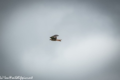 Red Kite in Flight Side View