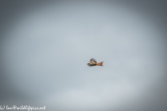 Red Kite in Flight Side View