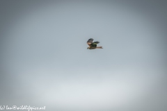 Red Kite in Flight Side View