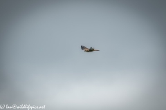 Red Kite in Flight Side View