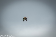 Red Kite in Flight Side View