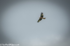 Red Kite in Flight Side View