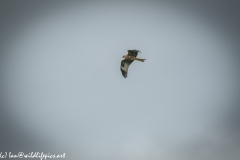 Red Kite in Flight Side View