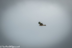 Red Kite in Flight Side View