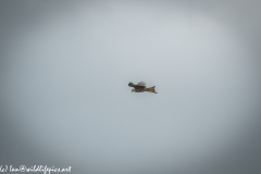 Red Kite in Flight Side View