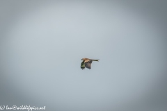 Red Kite in Flight Side View