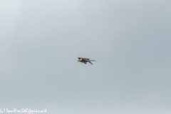 Red Kite in Flight Side View