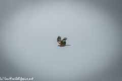 Red Kite in Flight Side View