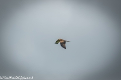 Red Kite in Flight Side View