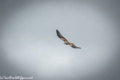 Red Kite in Flight Front View