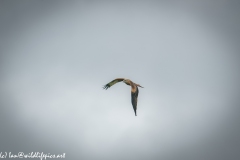 Red Kite in Flight Front View