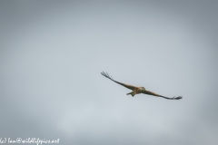 Red Kite in Flight Front View