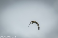 Red Kite in Flight Front View