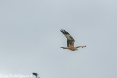 Red Kite & Lapwing in Flight