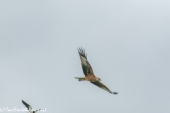 Red Kite & Lapwing in Flight