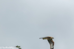 Red Kite & Lapwing in Flight