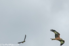 Red Kite & Lapwing in Flight