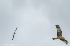 Red Kite & Lapwing in Flight