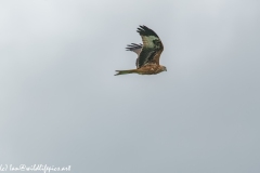 Red Kite in Flight Side View