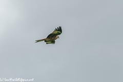 Red Kite in Flight Side View