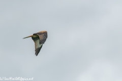 Red Kite in Flight Side View