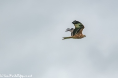 Red Kite in Flight Side View