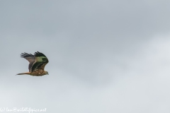 Red Kite in Flight Side View