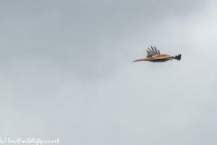 Red Kite in Flight Side View