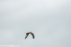 Red Kite in Flight Side View